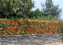 Pyracantha Teton / Tűztövis narancssárga